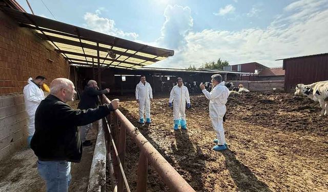 Denizli’de şap hastalığına karşı tedbirler arttırıldı