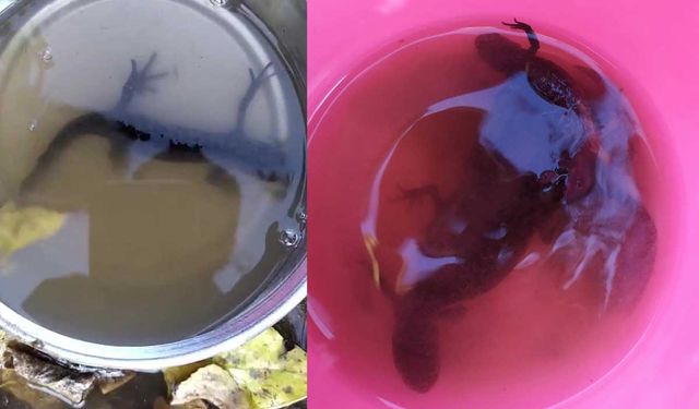 Su çektiği kuyudan semenderler çıktı