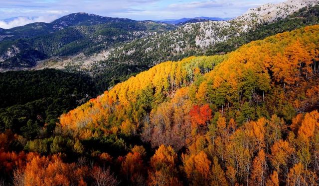 Çameli'nin titrek kavak ormanları bulutların arasında görsel şölen sunuyor