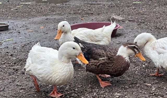 Buldan Gençlik Merkezinde mini hayvanat bahçesi kuruldu