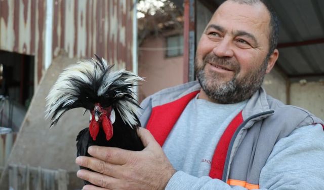 Mermer Fabrikasında Egzotik Tavuklar