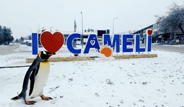 Sürüden ayrılan nihilist penguen Çameli'ye uğradı