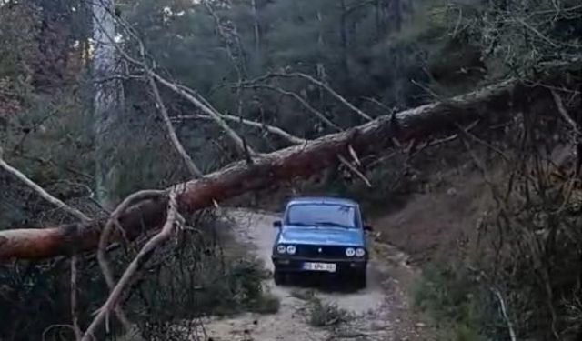 Buldan’da fırtınadan devrilen ağaçlar yolu kapattı