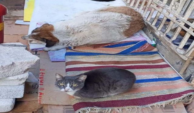 Soğuk hava kedi ve köpeği aynı yuvada buluşturdu