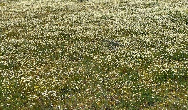 Bahar renkleriyle geliyor