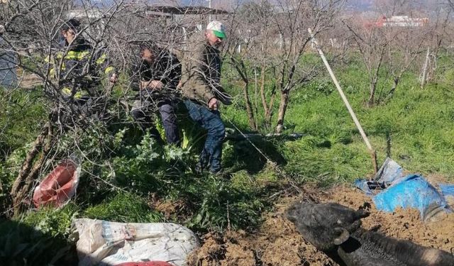 Denizli’de foseptik çukuruna düşen inek itfaiye ekiplerince kurtarıldı