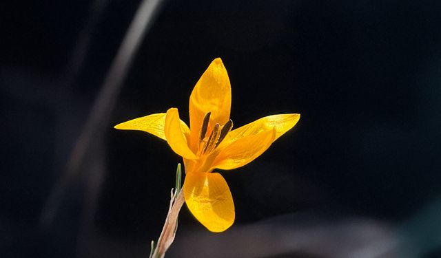 Endemik çiçekler Çameli’nde baharı müjdeliyor