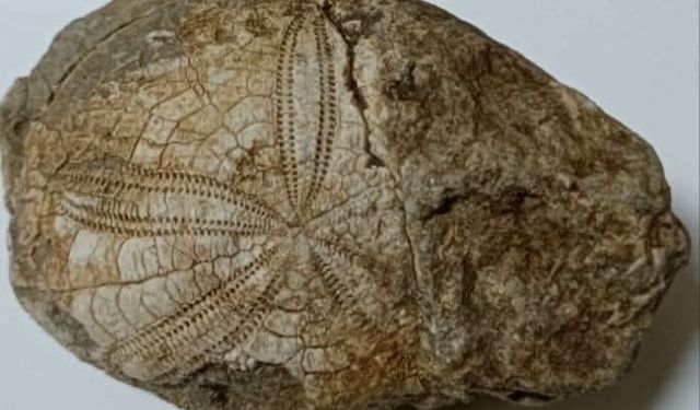 Baklan’da milyonlarca yıllık deniz yıldızı fosili bulundu