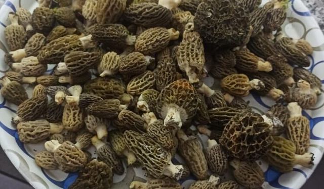 Buldan ormanlarında kuzugöbeği bereketi