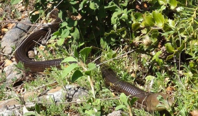 Demir yılan Bozkurt’ta ortaya çıktı