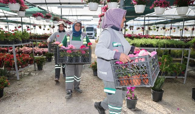 Pamukkale Belediyesi Üretiyor, Pamukkale Kendi Çiçeğiyle Güzelleşiyor