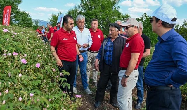 Denizli Çardak’ta Gül Hasadı Başladı
