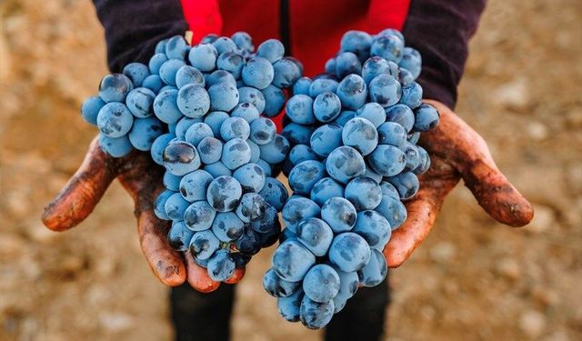 Çal Karası Sempozyumu 3.500 Yıllık Mirası Gün Yüzüne Çıkaracak