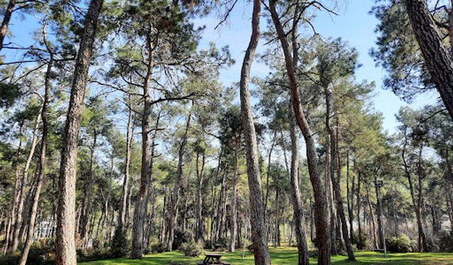 Denizli 'de  Ormanlara Giriş Yasağı Başladı