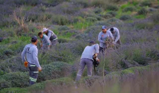 Merkezefendi'nin Mor Güzelliğinde Hasat Tamamlandı