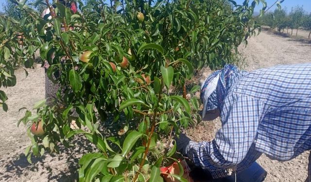 Çivril'li Kadınlar Meyve Bahçelerinde Geleceği Şekillendiriyor