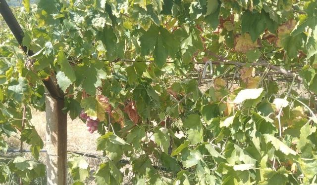 Denizli'de Emek Hırsızları Bağdan 2 Ton Üzüm Çaldı
