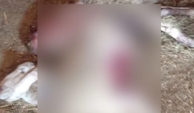 Denizli'de Ağıla Kurt Girdi, 1 Koyun Telef Oldu