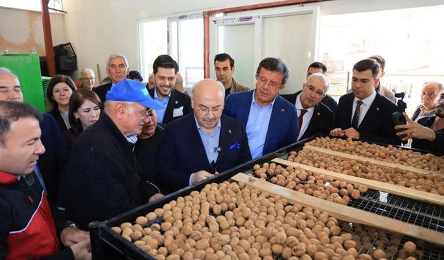 Çameli Ceviz Üretiminde Türkiye'de İlk Sırayı Hedefliyor