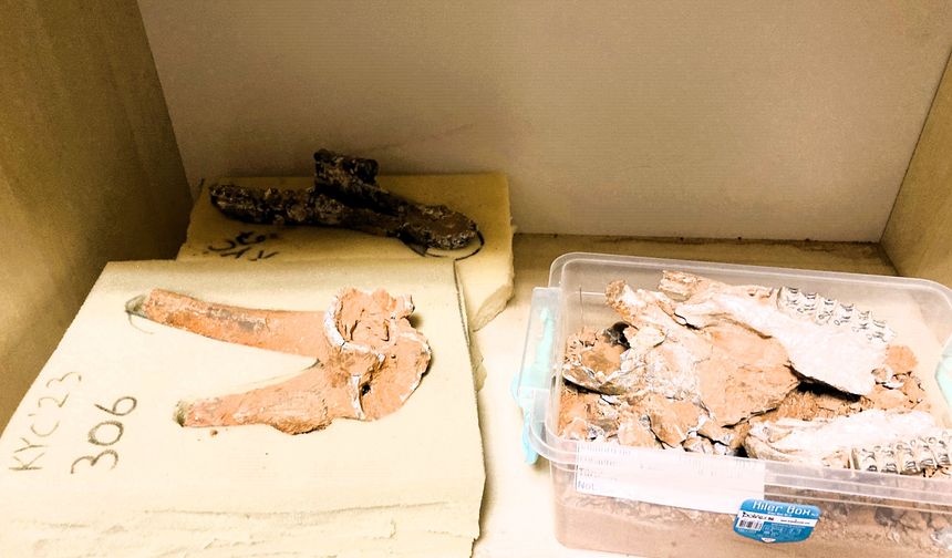 Beyağaç’ta Türkiye tek örnek olan fil dişi fosili bulundu