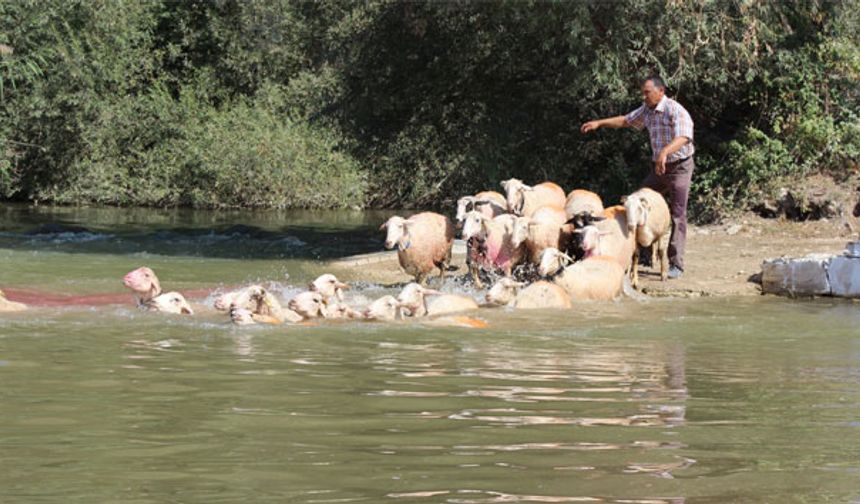 8 asırlık gelenek bu yılda yaşatılacak