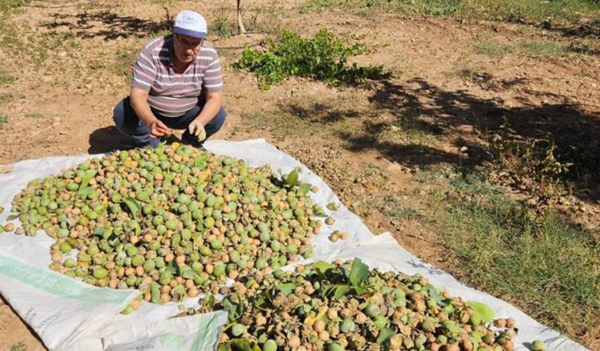 Çameli'de 2024 sezonu ceviz hasadı başladı