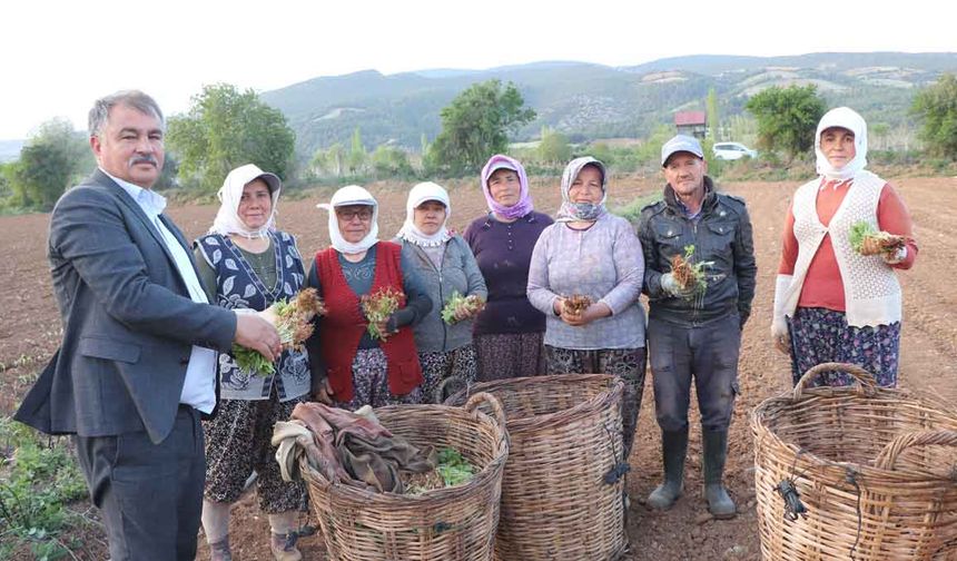 Tatık ve Pütün'den tütün firmalarına ortak çağrı; "Avans yoksa üretim de yok"
