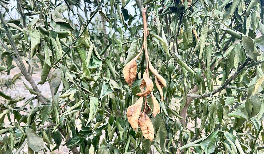 Denizli’ye Zirai Don Uyarısı
