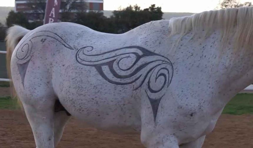 Atın tüylerinden sanat eseri oluşturdu