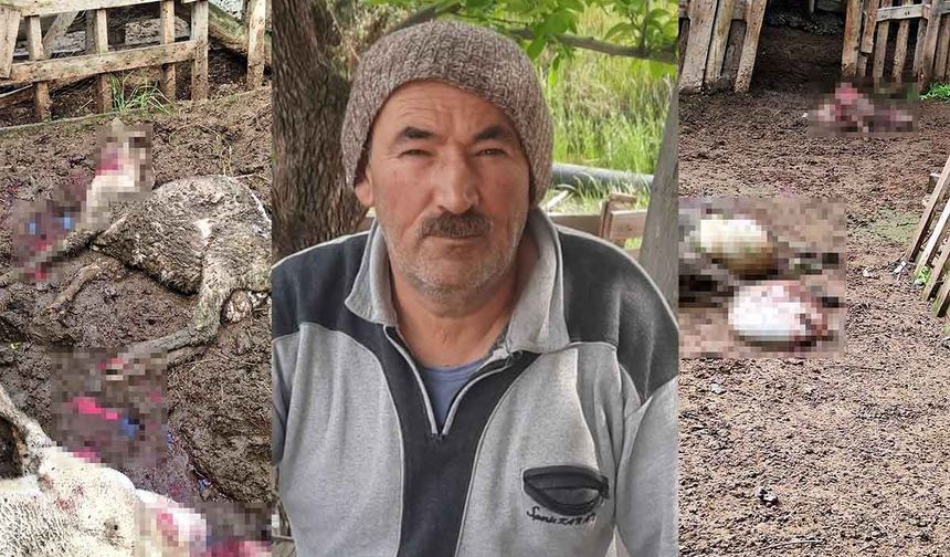 Kurt, Kurbanlık Kuzuları Telef Etti