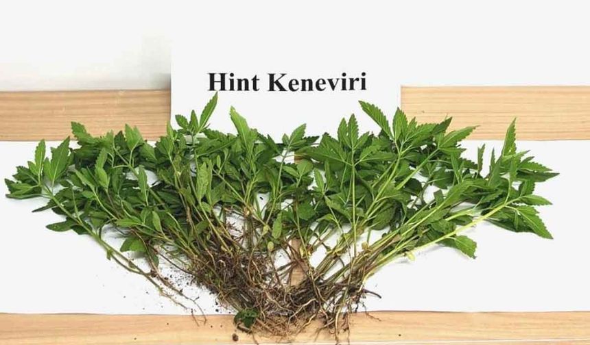 Sebze yetiştirir gibi kenevir yetiştirdi