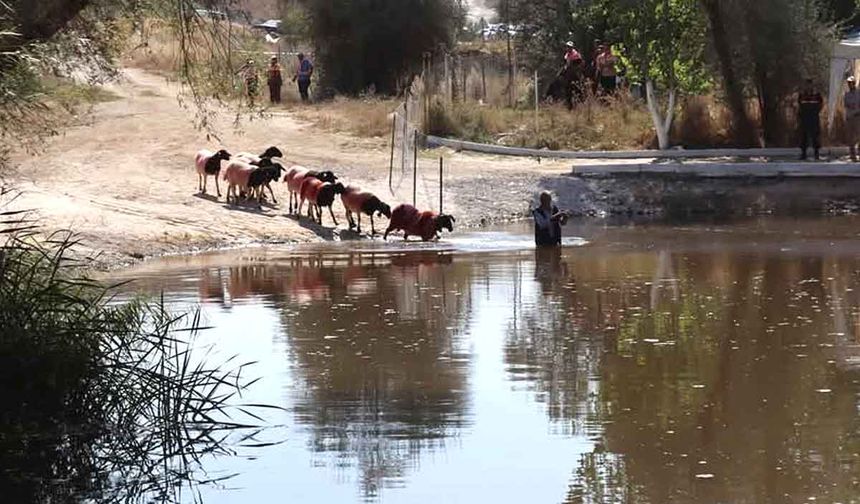 Kınalı koçlar bu yıl sudan daha erken karşıya geçecek