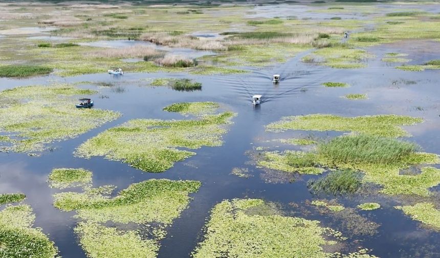 Nilüferlerin görsel şöleni yerli ve yabancı turistlerin ilgi odağı oldu