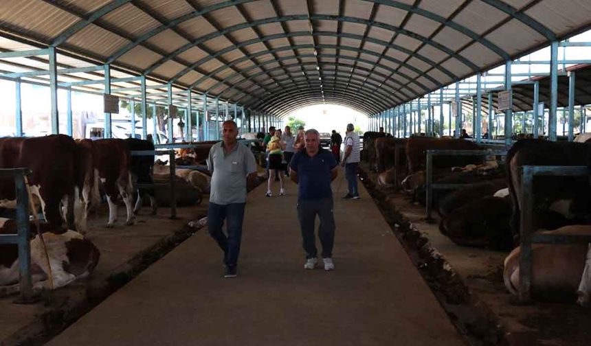 Denizli'de kurbanlıklar alıcılarını bekliyor