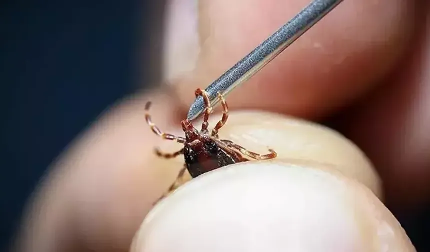 PAÜ Hastanelerinden Kene Vakalarına Karşı Uyarı