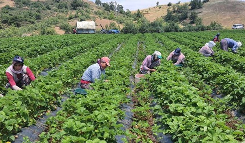 Denizli Orman Bölge Müdürlüğü'nden 135 Milyon Destek