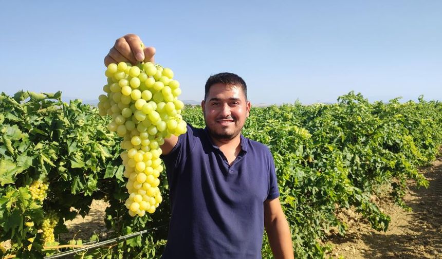 Denizli'nin Coğrafi İşaretli Üzümünde Hasat Başladı