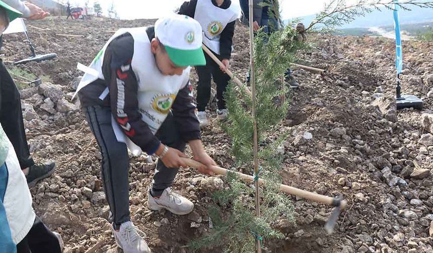 Denizli'de yanan alanlarda binlerce fidan toprakla buluştu