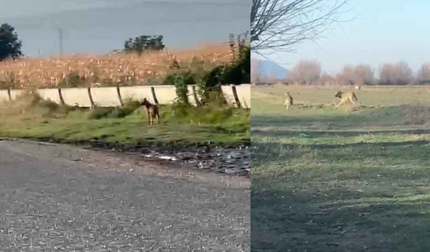 Popülasyonu artan kurtlar köylere indi
