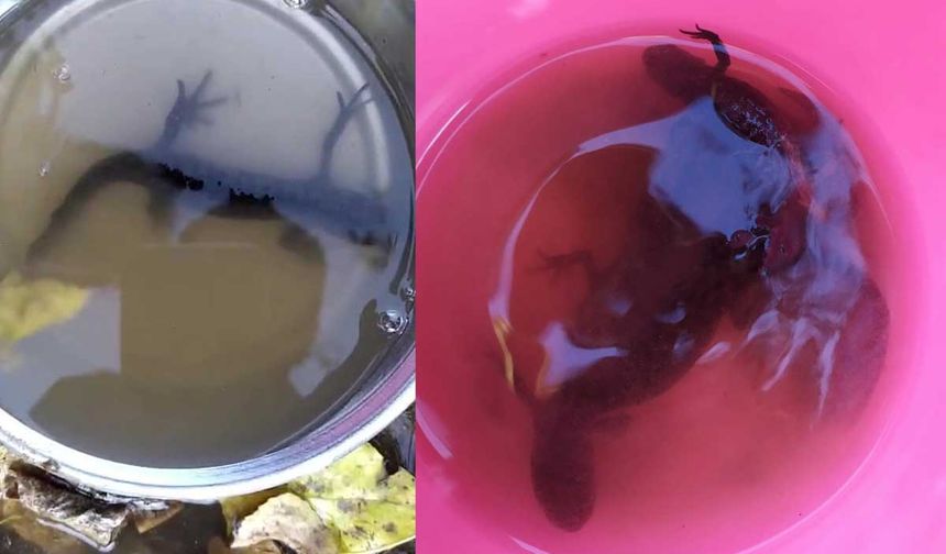 Su çektiği kuyudan semenderler çıktı