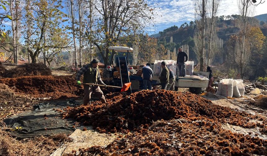Dikenlerinden kurtulan kestanelerin sofralara yolculuğu başladı