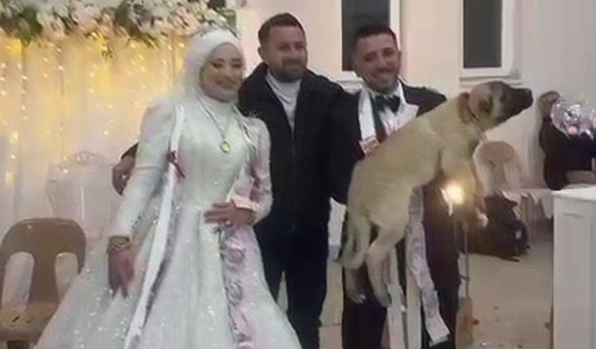 Damadın arkadaşı düğün hediyesi olarak 100 bin liralık köpek hediye etti