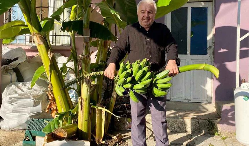 İnat etti, 70 rakımda muz hasadı yaptı