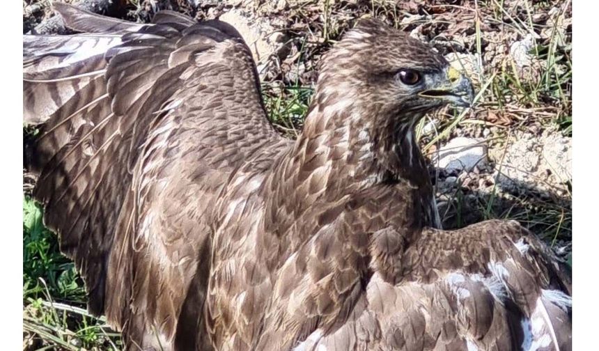Yaralı şahin tedaviye alındı