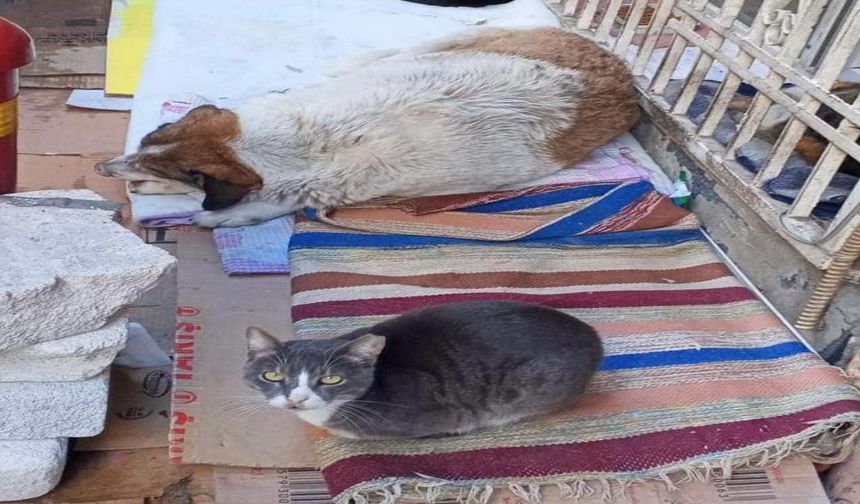 Soğuk hava kedi ve köpeği aynı yuvada buluşturdu