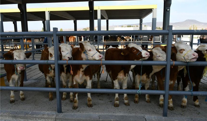 Denizli'de hayvan  pazarları  açıldı