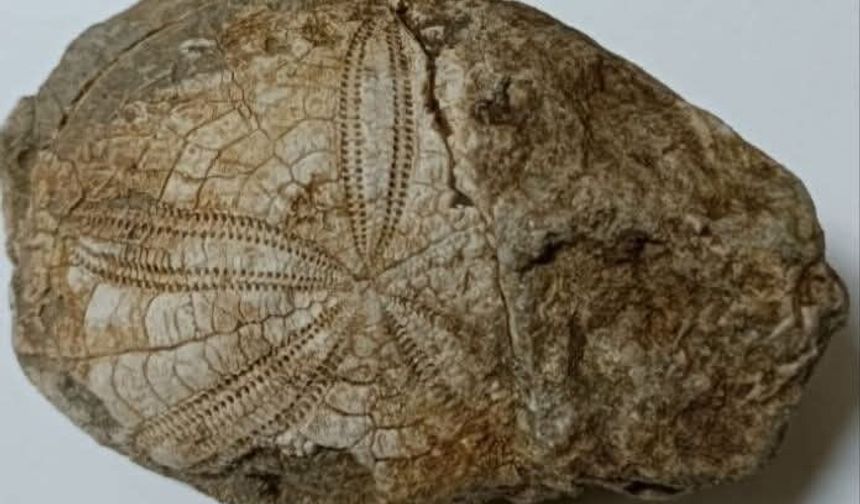 Baklan’da milyonlarca yıllık deniz yıldızı fosili bulundu