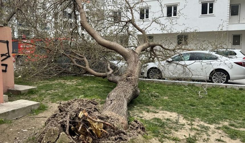 Denizli’de çatılar uçtu, ağaçlar araçların üzerine devrildi