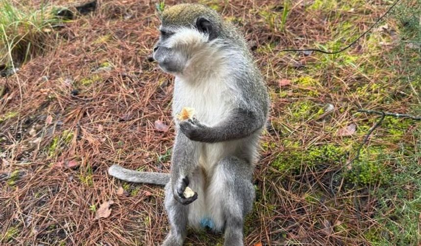 Denizli'de mantar aramak için çıktığı doğada maymun buldu