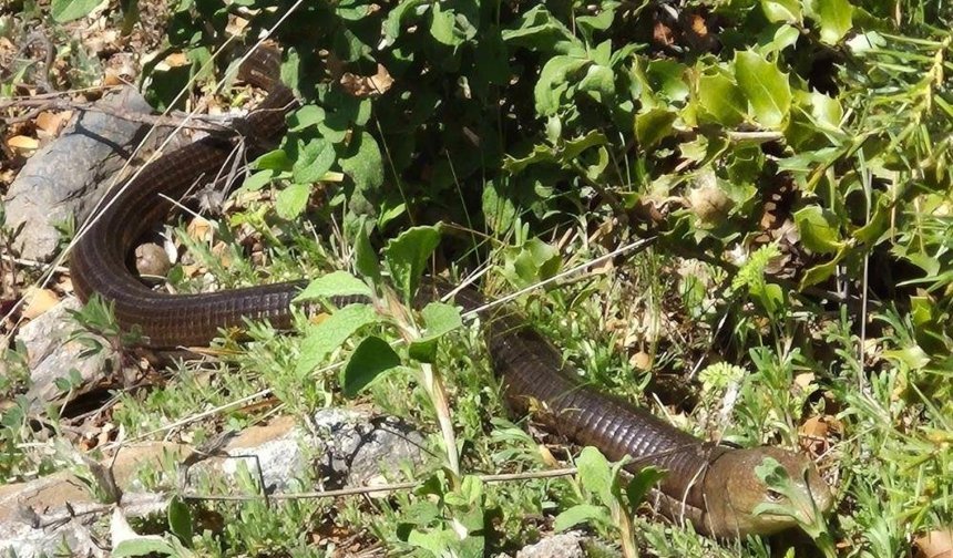 Demir yılan Bozkurt’ta ortaya çıktı